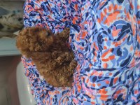 Toy poodle erkek