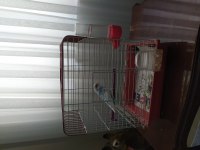 Gebzenin en uygun fiyatina muhabbet kuşu