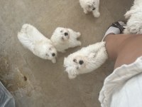 Korekan Maltese Terrier
