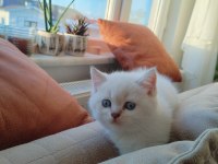 2 tane british shorthair yavrumuz