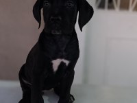 A Scr Fci-kif kayıtlı cane corso