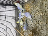 En kaliteli Rainbow muhabbet kuşları