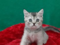British shorthair cinsi evcilmen oğlumuz