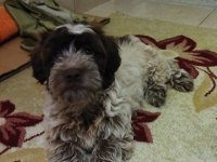 Lagotto romagnolo satılık 4 aylık