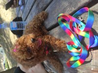 SHOW GÜZELLİKTE KORE POODLE KIZIM 800 GRAM