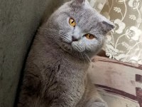 Dişi scottish fold kedime yeni yuva