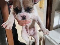 DİŞİ BULLDOG YAVRU