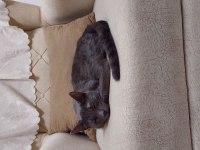 British shorthair Kakulemize acil ömürlük yuva arıyoruz