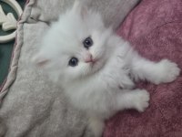 BRİTİSH LONGHAİR BLUE POİNT SİLVER