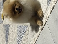 Orijinal ayı surat pomeranian boo