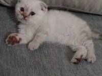 2 Aylık Dişi Safkan Scottish Fold