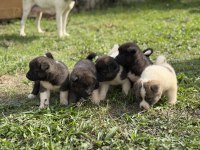 Safkan amerikan akita yavrular