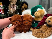SAFKAN TOY POODLE YAVRULARIMIZ
