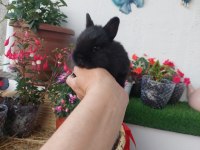 Cüce tavşan yavrusu