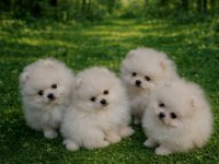 POMERANİAN BOO BEBEKLER