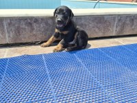 King doberman yavrular