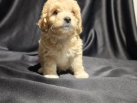 Orjinal teacup maltipoo yavrular