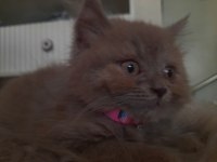 British longhair kumru ailesini arıyor