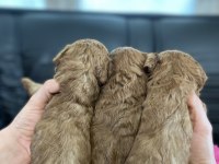 BU SEVİMLİ POODLE KAÇMAZ