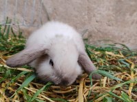 Lop melezi tavşan