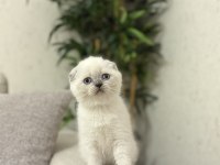 SCOTTISH FOLD BLUE POİNT YAVRULARIM