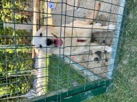 Yavru golden retriever