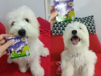 MALTİPOO KÖPEĞİM ÜCRETSİZ SAHİPLENDİRİLECEK