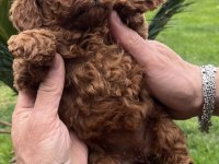 Toy poodle yavrularımız