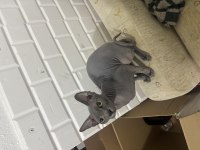 ORİJİNAL SPHYNX (TÜYSÜZ) YENİ YUVASINI ARIYOR