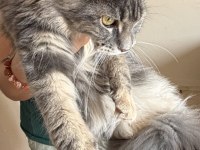 Maine coon dişi tortie uygun