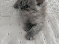 YAVRU KEDİLERİMİZ