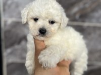 Orjinal Bichon Frise Yavrular