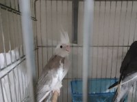 Sultan Papağanı Yavruları