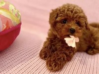 KORE TOY POODLE YAVRULARI ANKARA