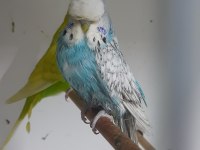 Show jumbo dişiler kuşlar
