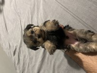 Yorkshire terrier 2. Sınıf