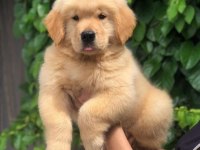 GOLDEN RETRİEVER KÖPEKLERİ PUPPY