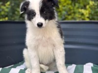 Petmode Köpek Çiftliğinden border coli yavrularımız