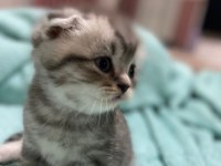 30 gunluk scottish fold erkek