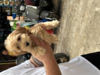 Orjinal sağlıklı maltipoo