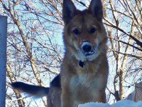 Alman çoban köpeği yavrumuzu sahiplendiriyoruz