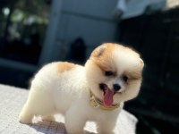 KORE KAN AYI SURAT POMERANİAN BOO YAVRULARIMIZ