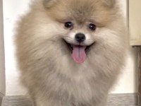 POMERANIAN BOO ORANGE ERKEK