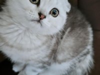 Beyaz scottish fold yavrumuza yeni yuva arıyoruz