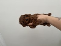 En Koyu Renk Aşılı Kore Poodle Yavrular