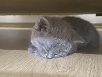53 Günlük Gri British Shorthair Yavru