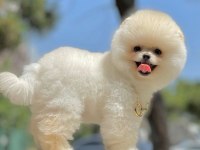 Bizimle Görüşmeden Pomeranian Sahiplenme