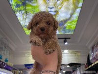 Güzel maltipoo bebekler