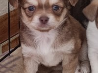 Mini Chihuahua ( Şivava ) yavrularımız 