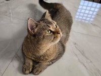 GOLDEN BRİTİSH DİŞİ (MELEZ)